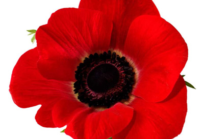remembrance-small