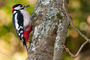 woodpecker-great-spotted
