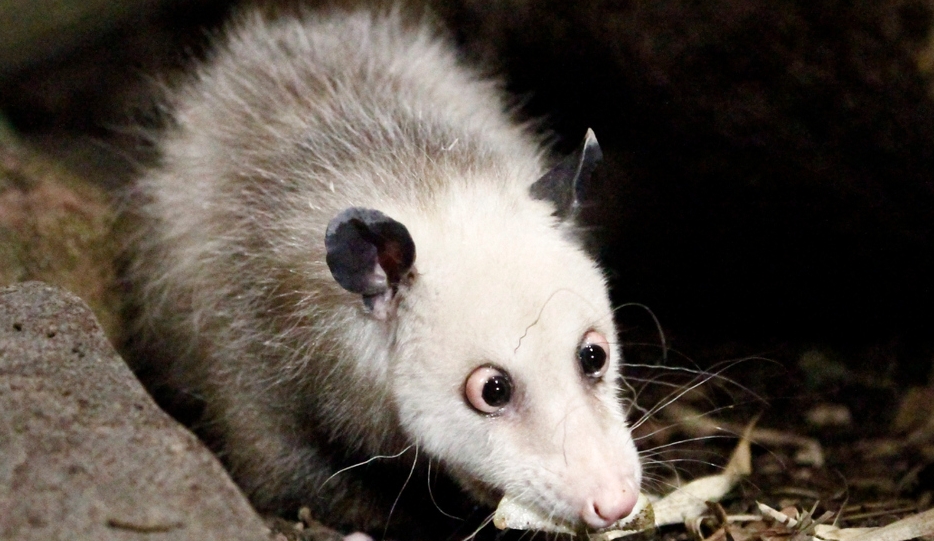 Cross eyed possum