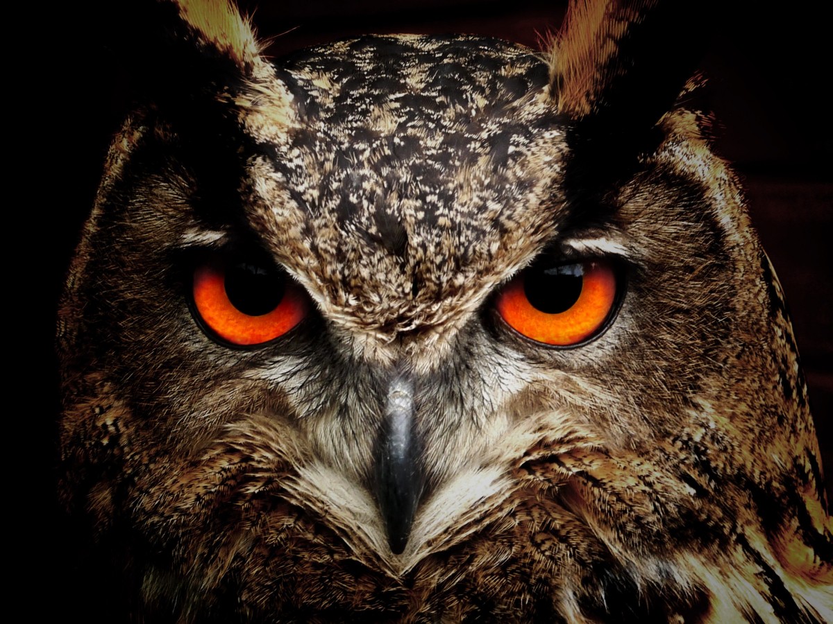 owl-50267-1200×900