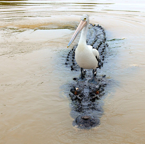 pictures_of_the_day_15