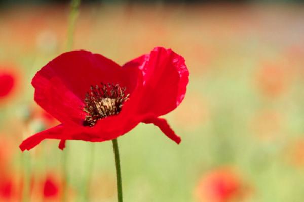remembrance-day-aus