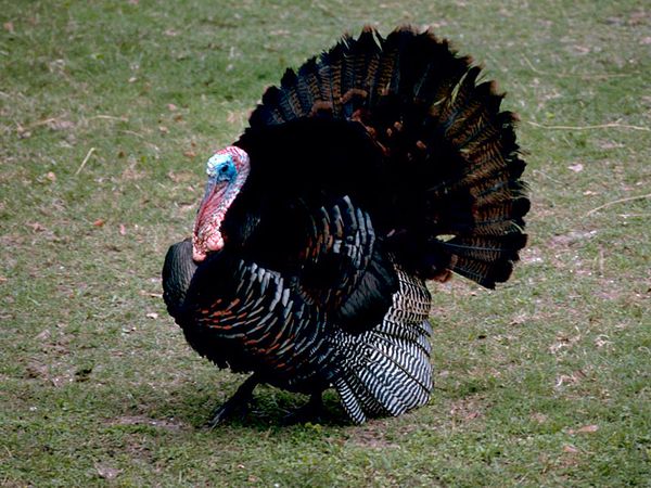 wild-turkey_765_600x450