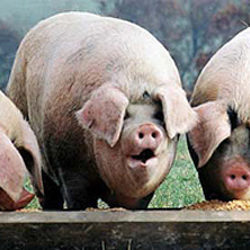 pigs_trough1