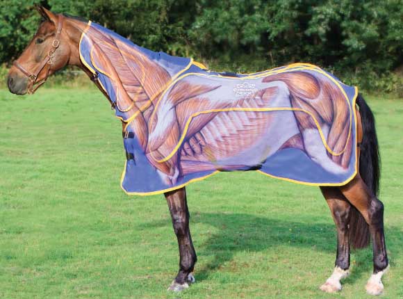 Pro-Equine-Massage-System