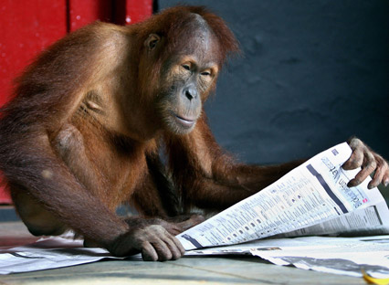 monkey-reading-paper1