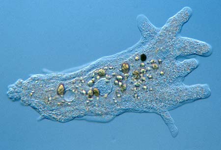 amoebaproteus450