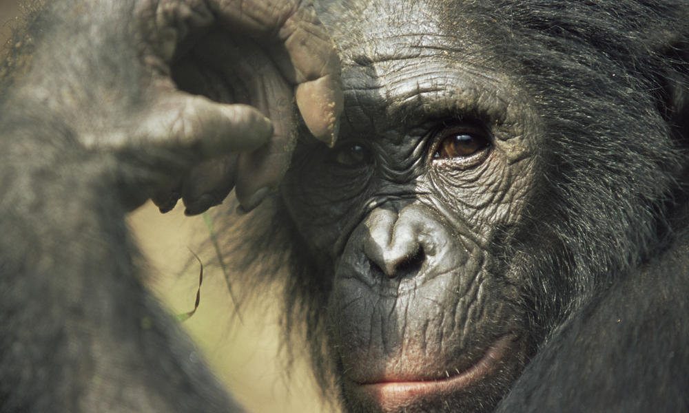 bonobo-heroXL_257731