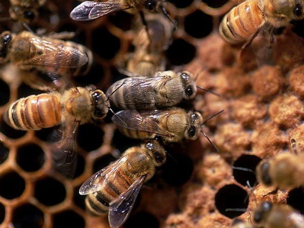 honey-bee_6532_600x450