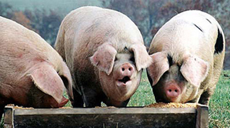 pigs_trough1