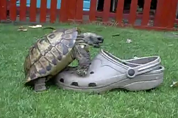top-11-turtles-humping-inanimate-objects-1-10208-1336430674-1_big