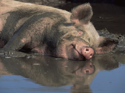 Pig