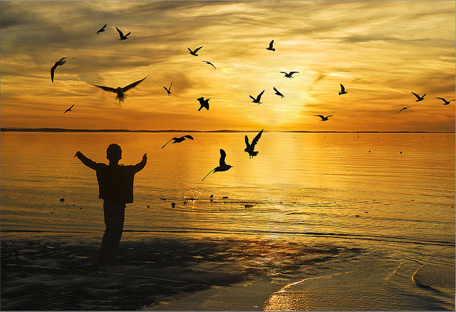 birds