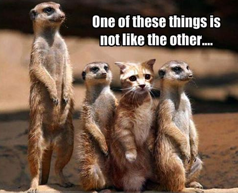 one of these things
