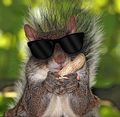 Blind-Squirrel-Finds-a-Nut-small