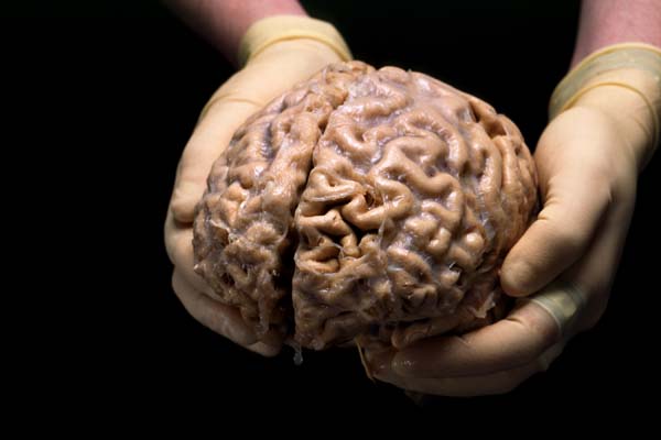 Human_brain_hands00_2