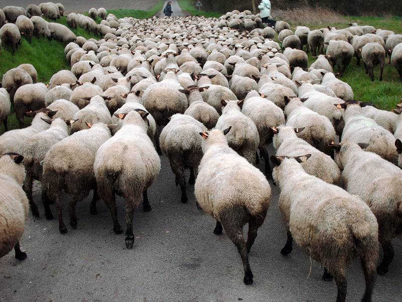 sheep