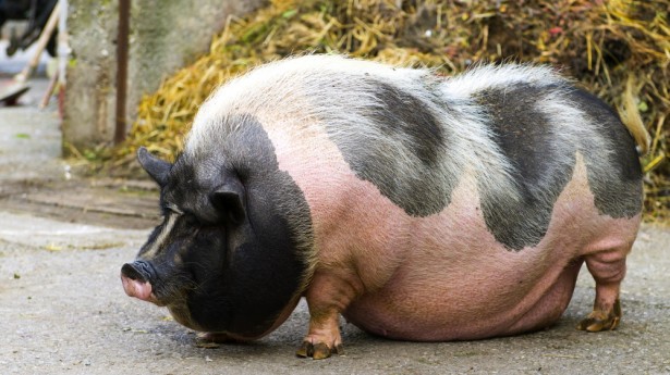 pink-and-black-speckled-pot-bellied-pig-stands-in-front-of-dungheap-via-Shutterstock-615×345