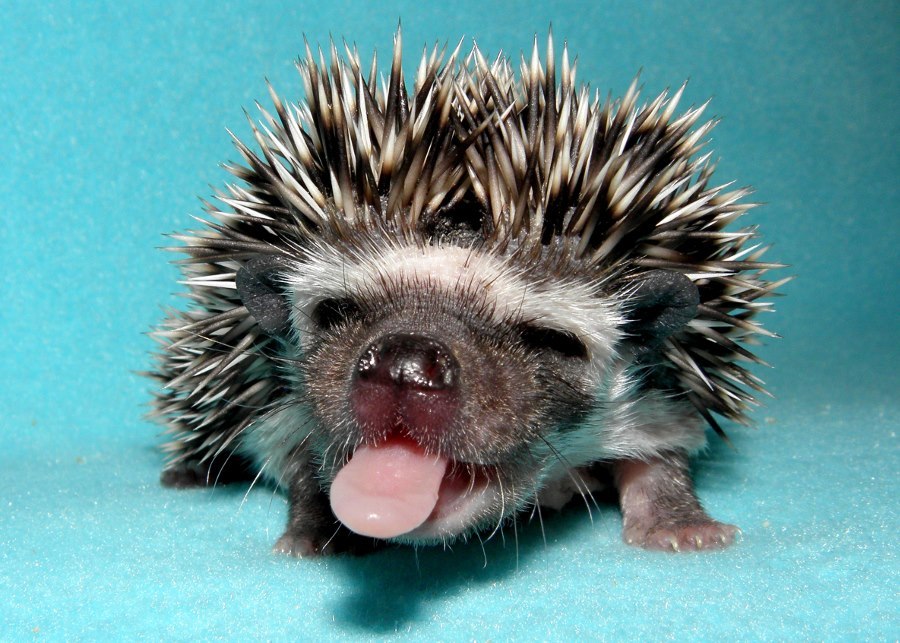 cute-hedgehogs-a-27