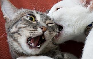5-tips-to-stop-cats-from-fighting0