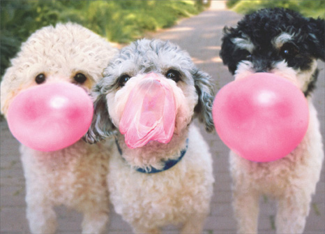 cd3830-bubble-gum-dogs-mothers-day-card