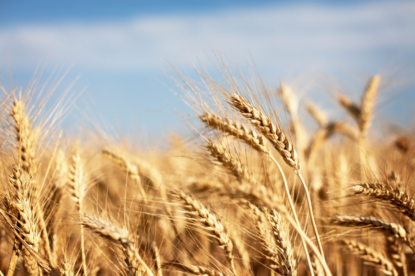 wheat