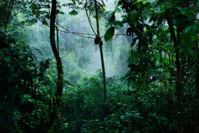 Mist Rising in Rainforest