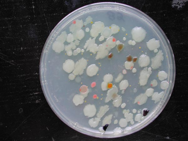 marine_microbes_600