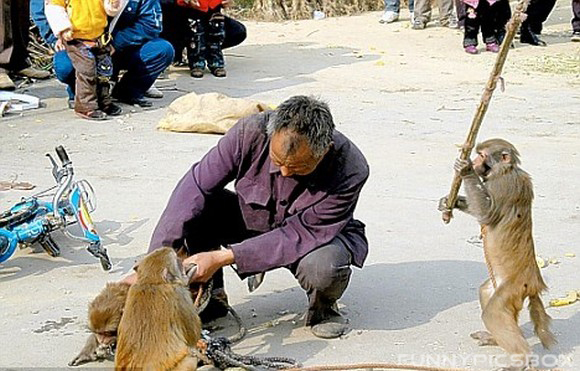 animal attacks 177