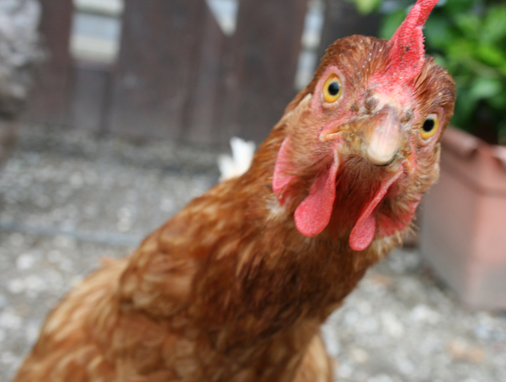 chicken___12_by_aivisv-d8wnl5d