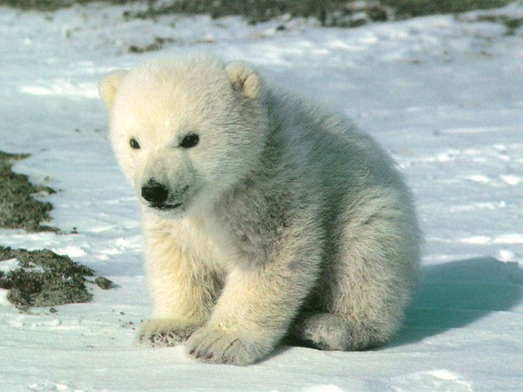 cute-polar-bear