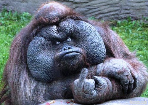 943d3178abd2ce3978801448f4399d3d-grumpy-ape-raises-middle-finger