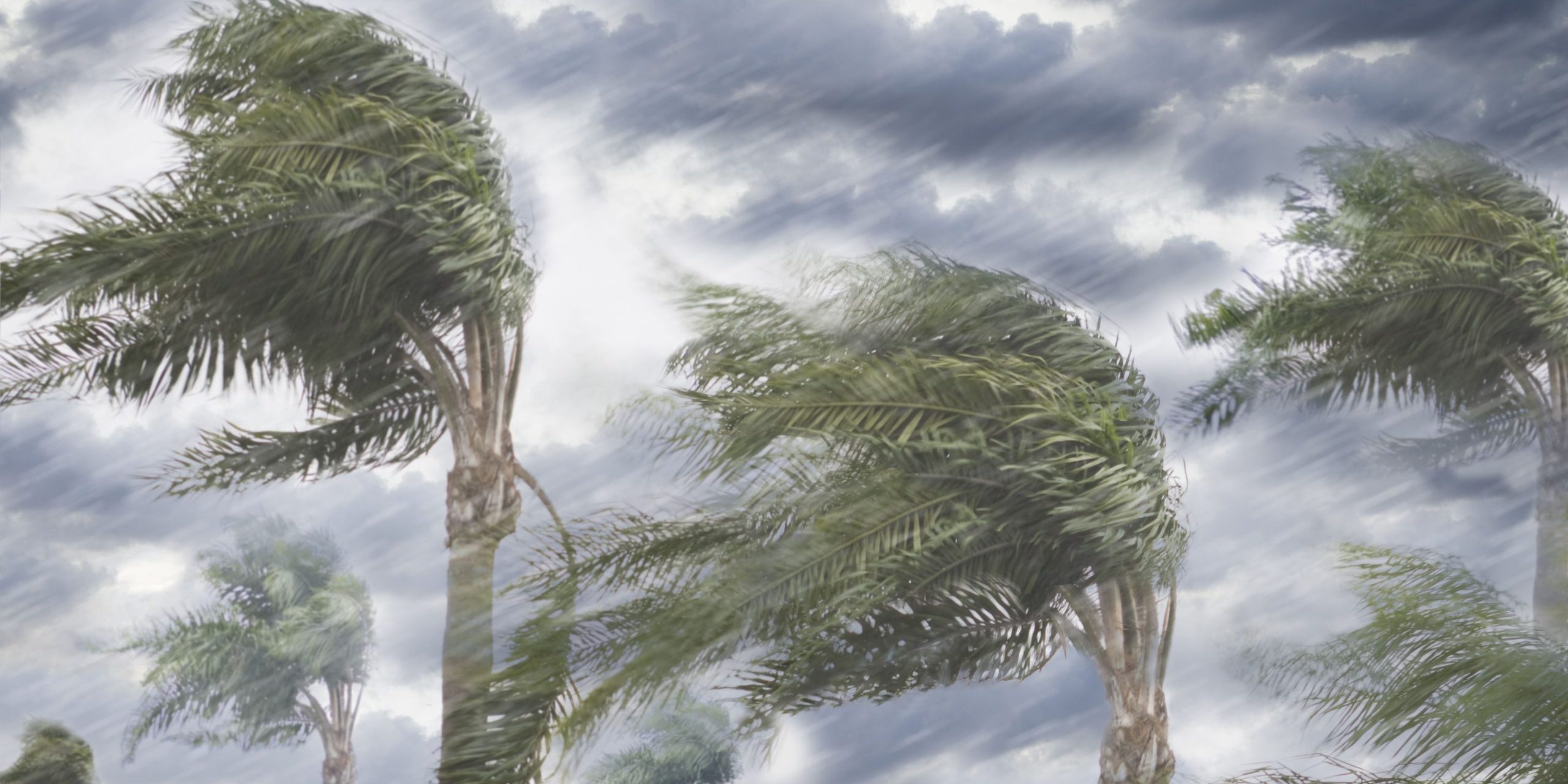 rain-and-storm-winds-blowing-trees-135538680-59af06386f53ba0011940675