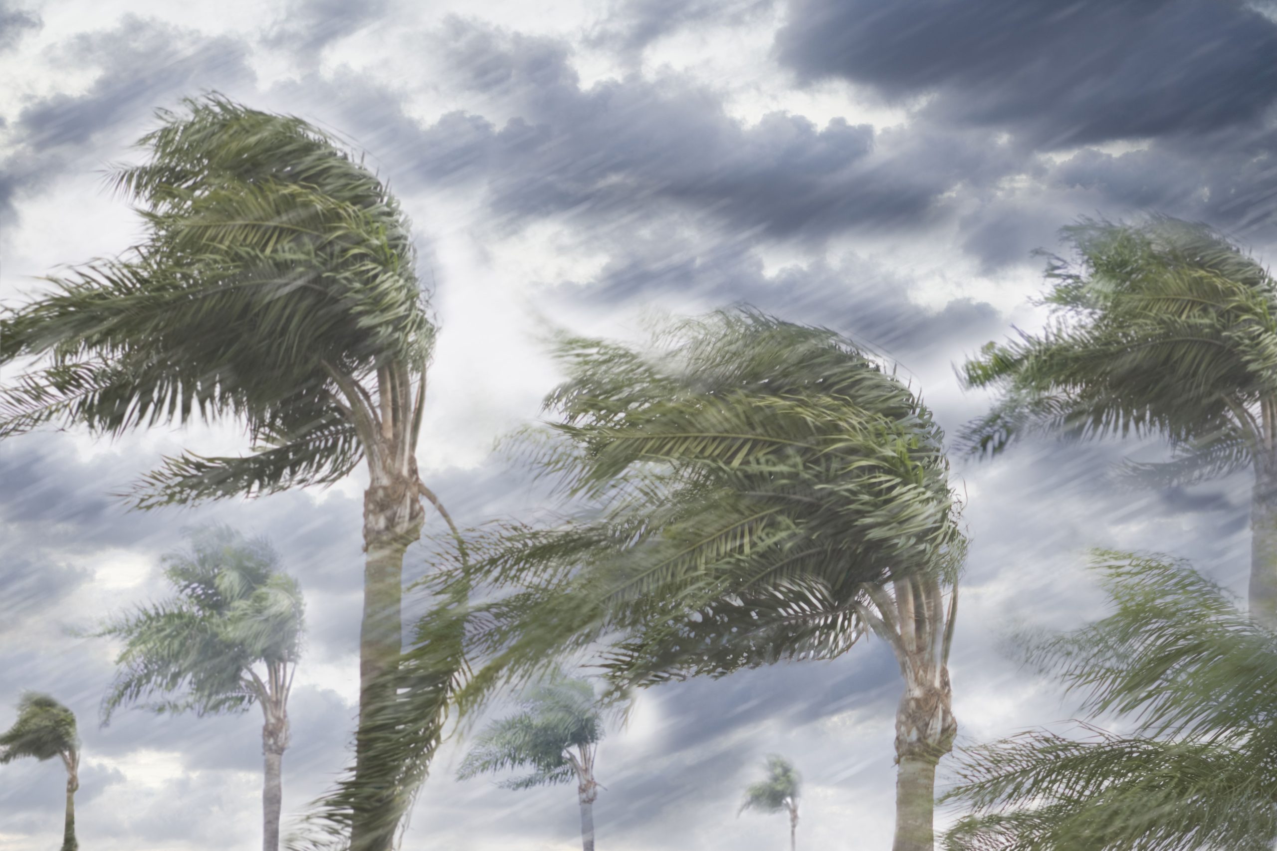 rain-and-storm-winds-blowing-trees-135538680-59af06386f53ba0011940675