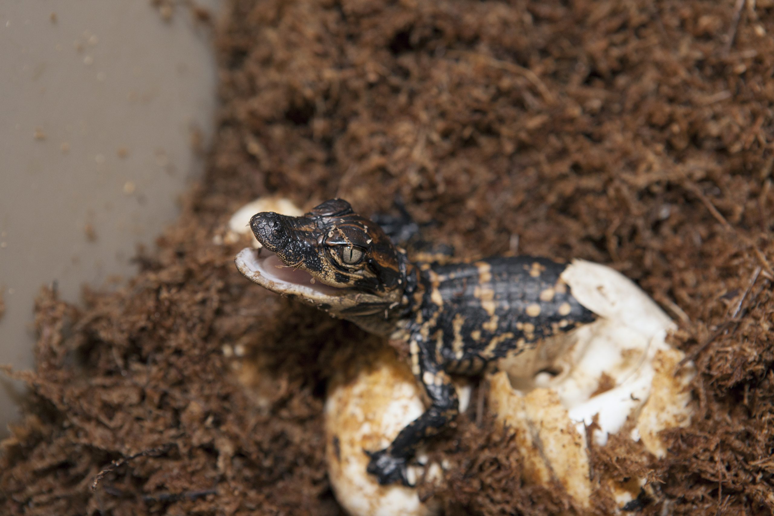 NASA_Kennedy_Wildlife_-_Juvenile_Alligator_hatches_(2)