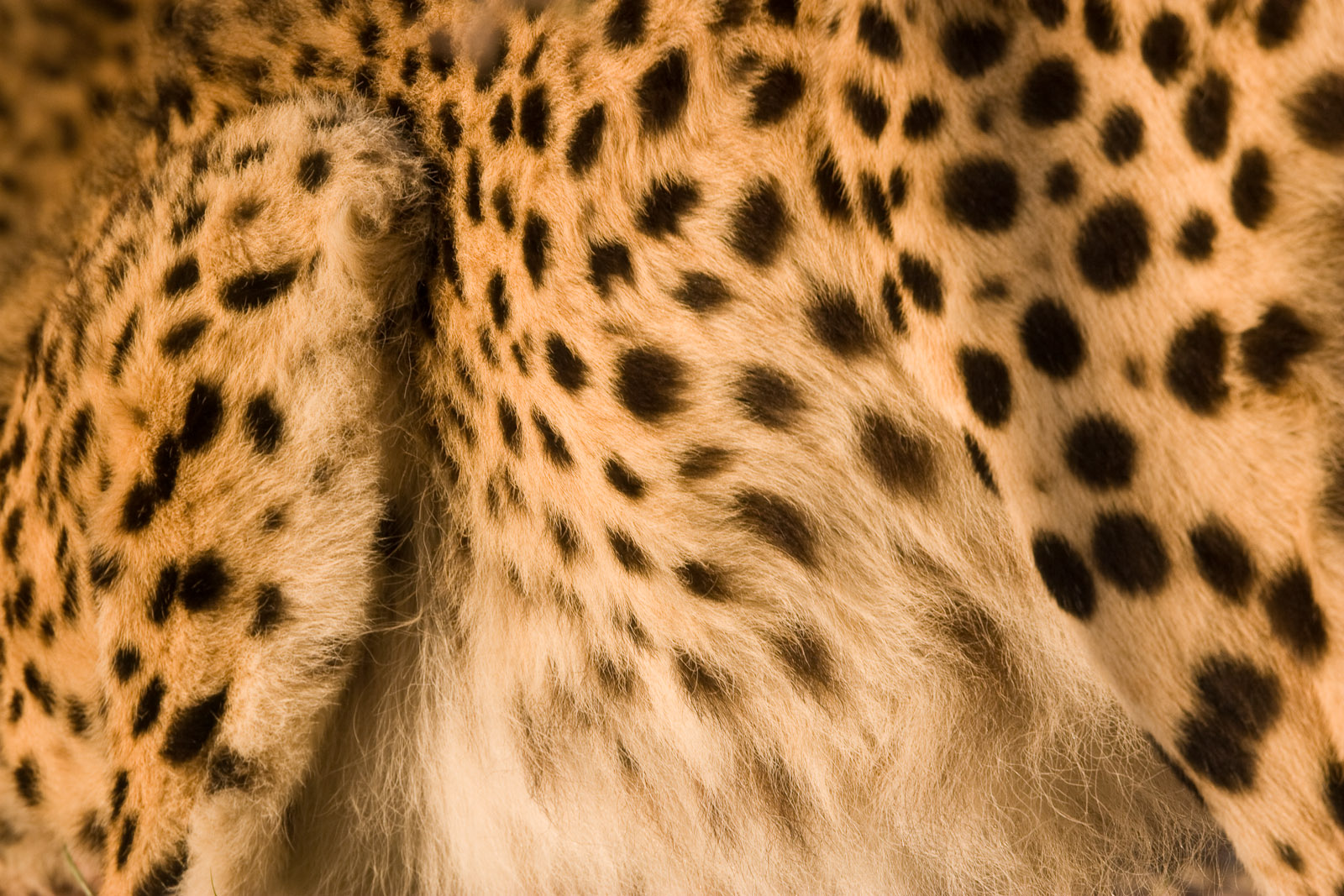 Cheetah_Spots