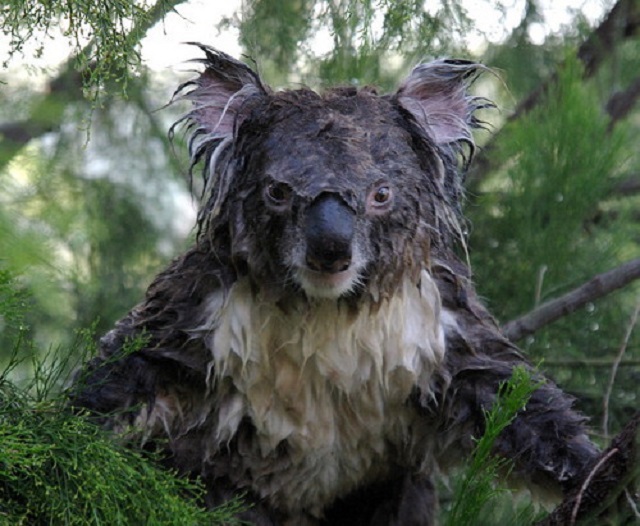normal-koala-wet