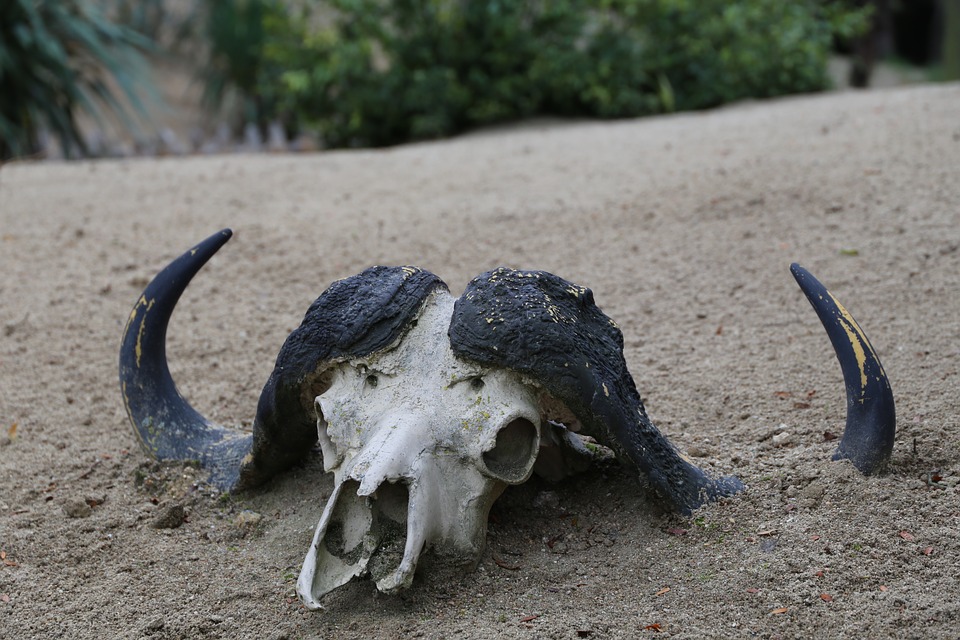 skeleton-2820548_960_720