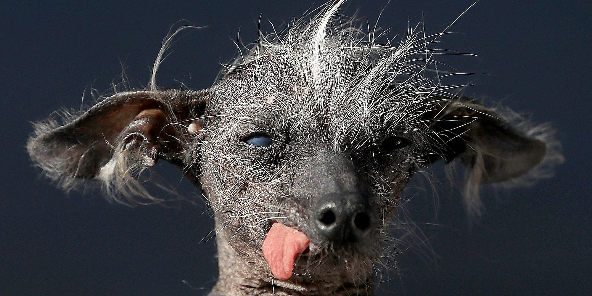 The Sonoma Marin Fair Hosts Annual Ugliest Dog Competition