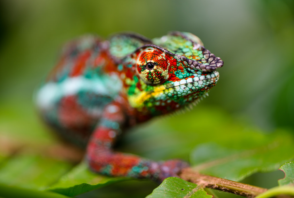 chameleon
