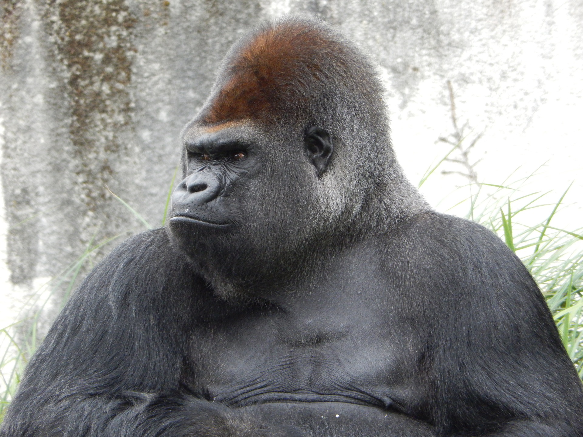 gorilla-928598_1920