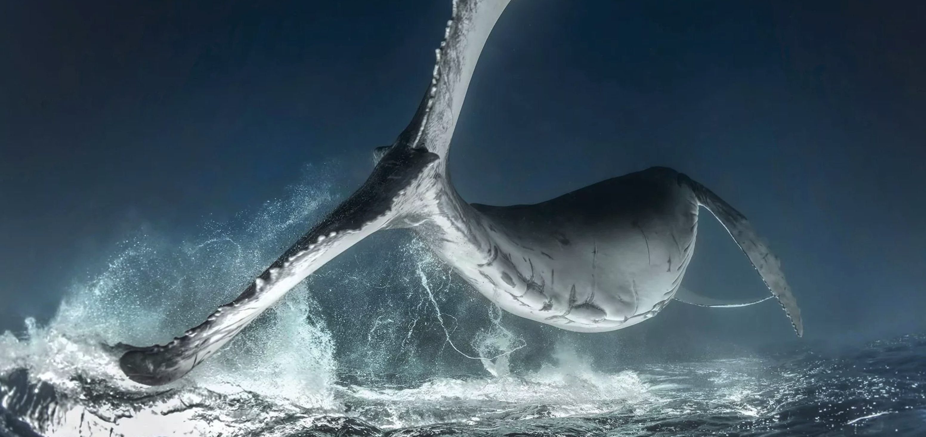 whale