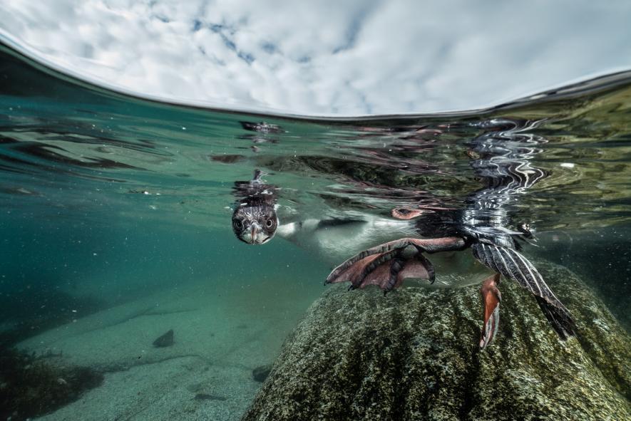 antarctica-shag-dive.adapt.885.1
