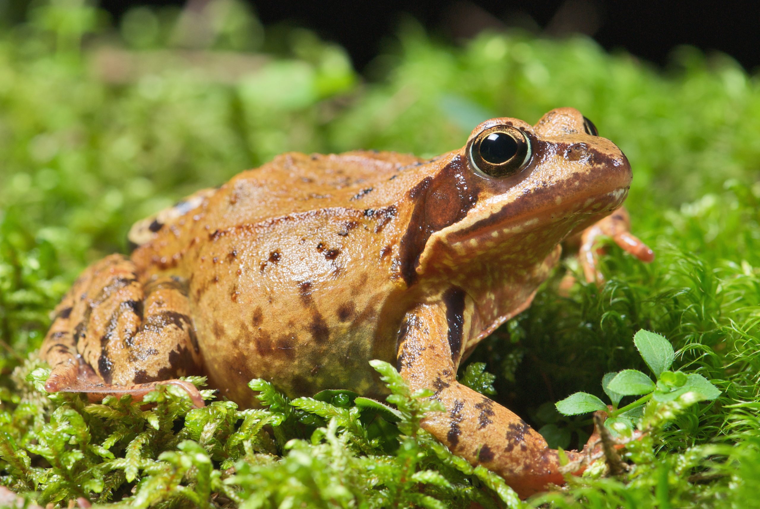 cane toad
