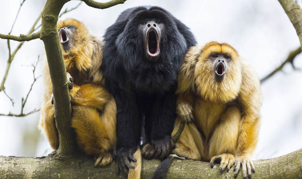 monkeys-710235