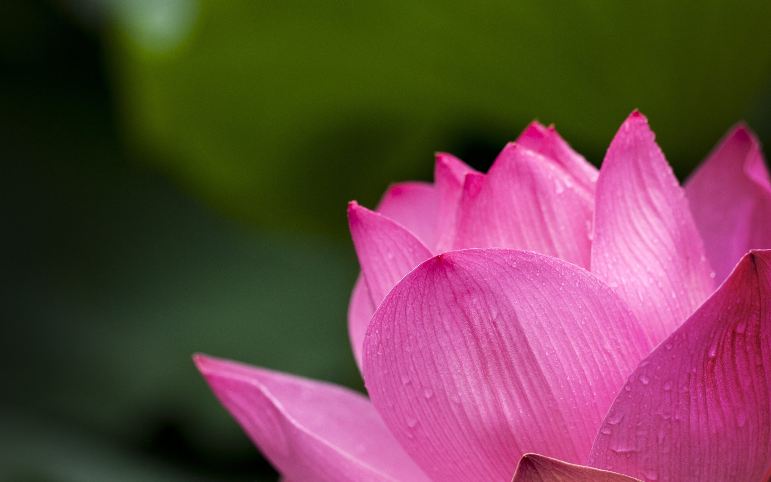 bloom-blossom-flora-39315