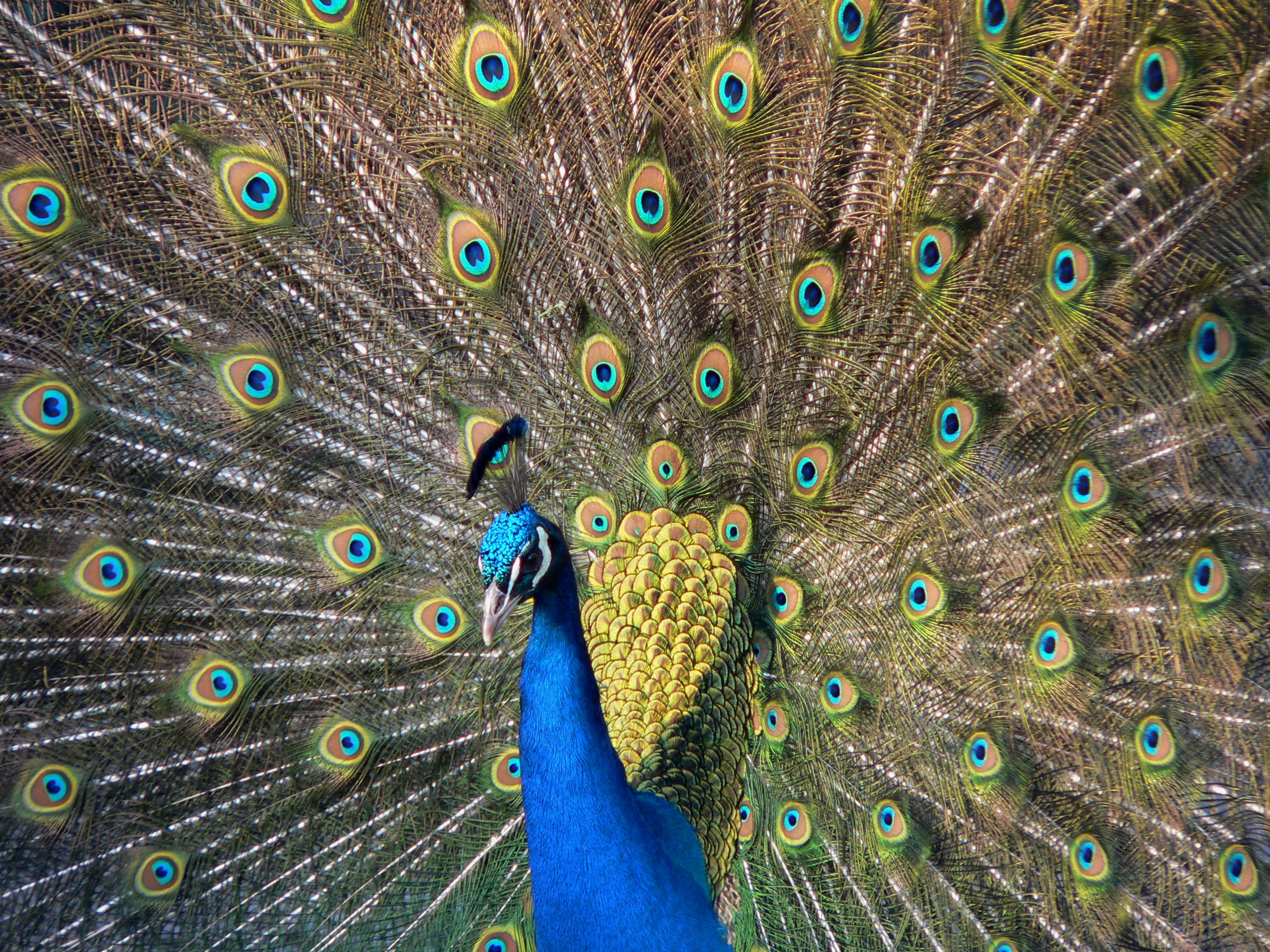 Peacock