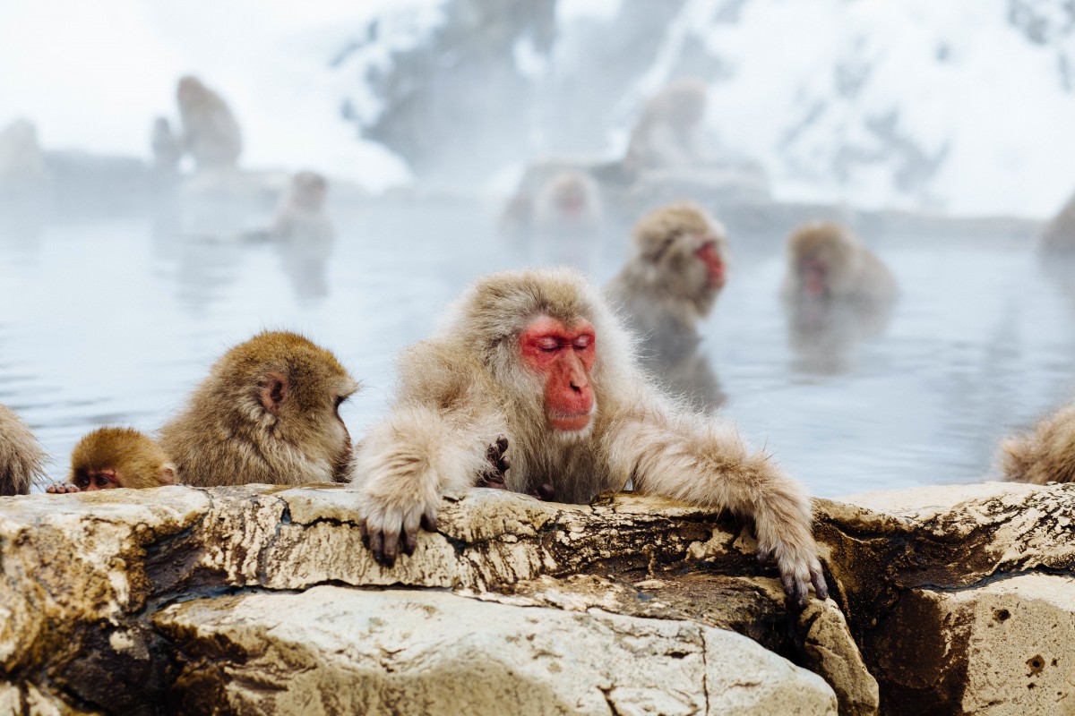 monkey_bath_monkey_park_snow_monkey_primate-1252493