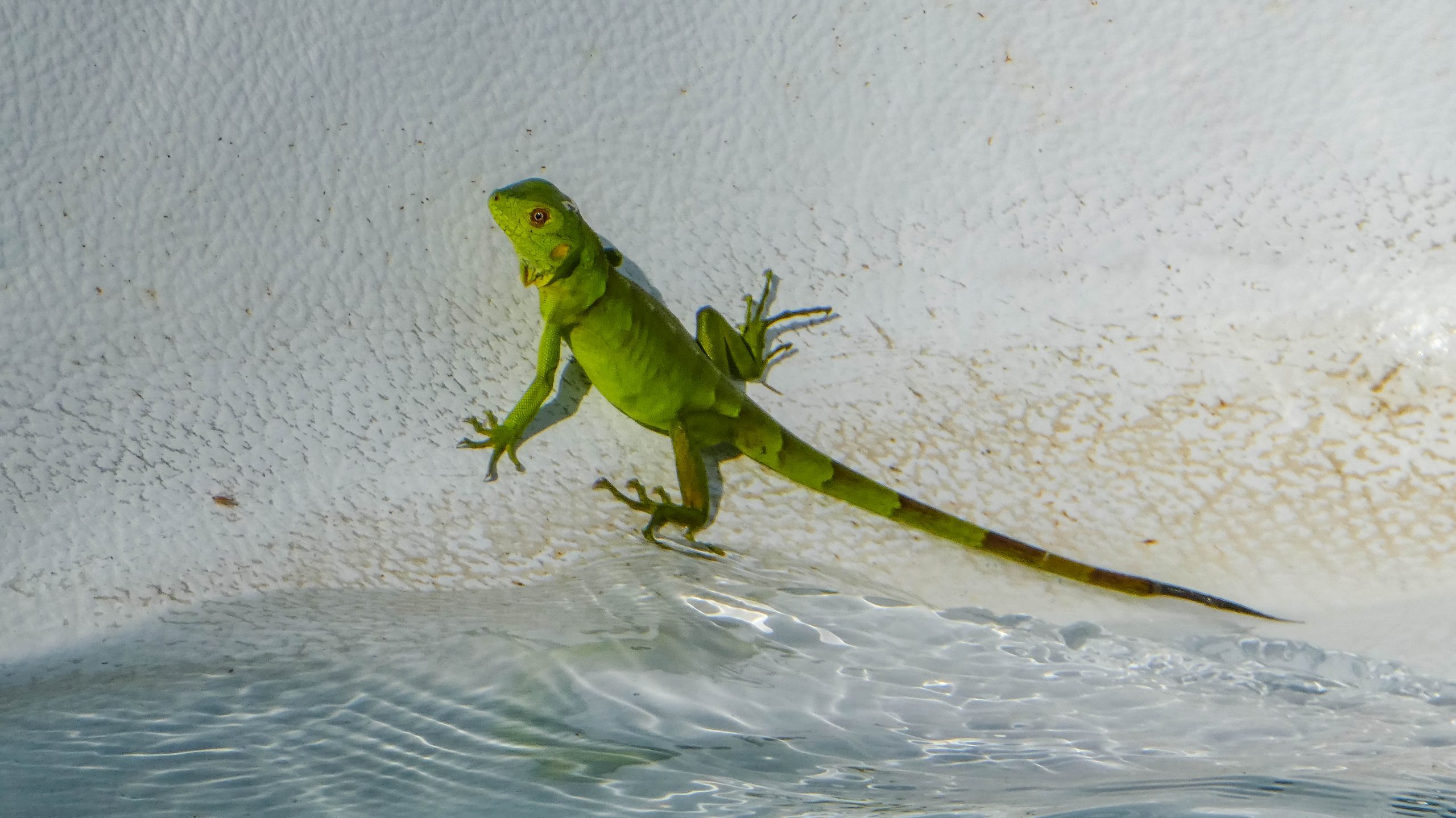 Lizard in a swimming pool