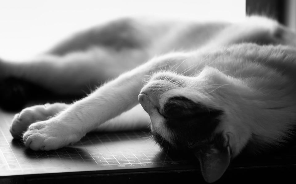 cat-exhausted
